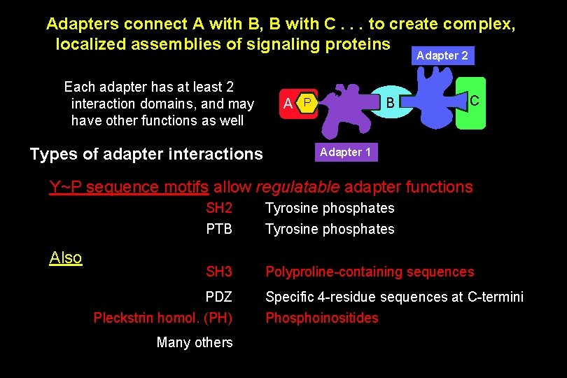 Adapters connect A with B, B with C. . . to create complex, localized
