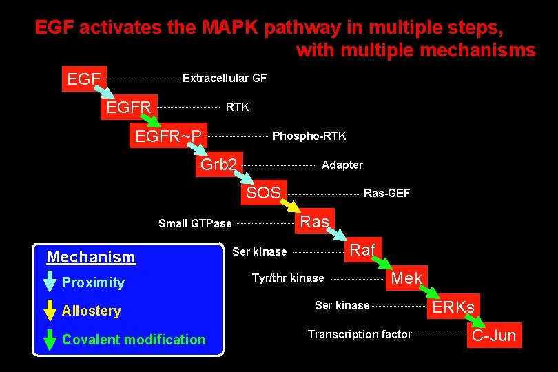 EGF activates the MAPK pathway in multiple steps, with multiple mechanisms EGF Extracellular GF