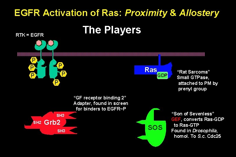 EGFR Activation of Ras: Proximity & Allostery The Players RTK = EGFR P P