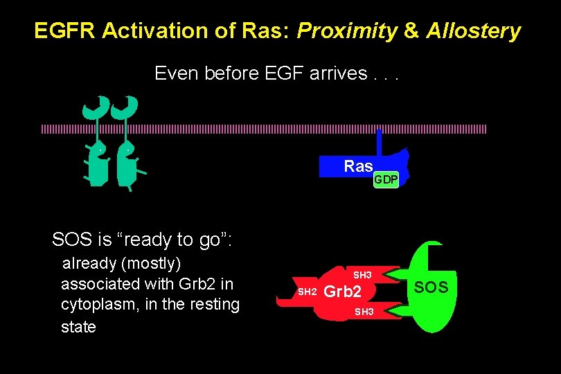EGFR Activation of Ras: Proximity & Allostery Even before EGF arrives. . . Ras
