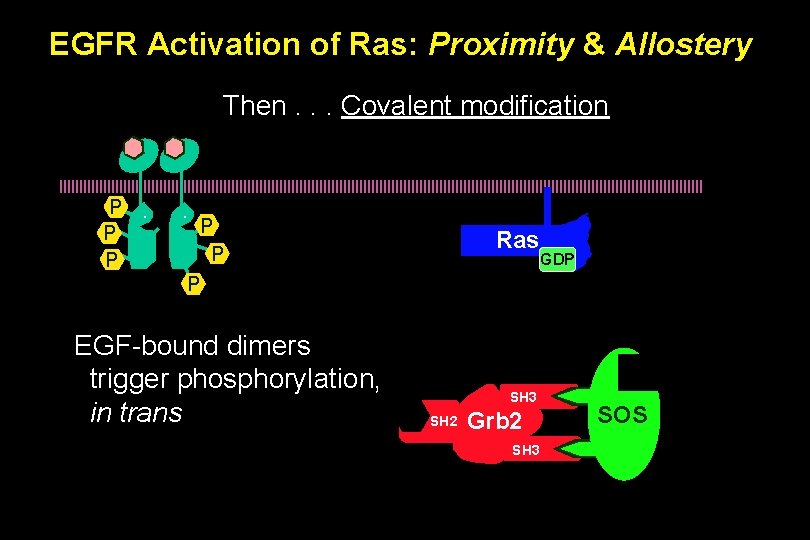 EGFR Activation of Ras: Proximity & Allostery Then. . . Covalent modification P P