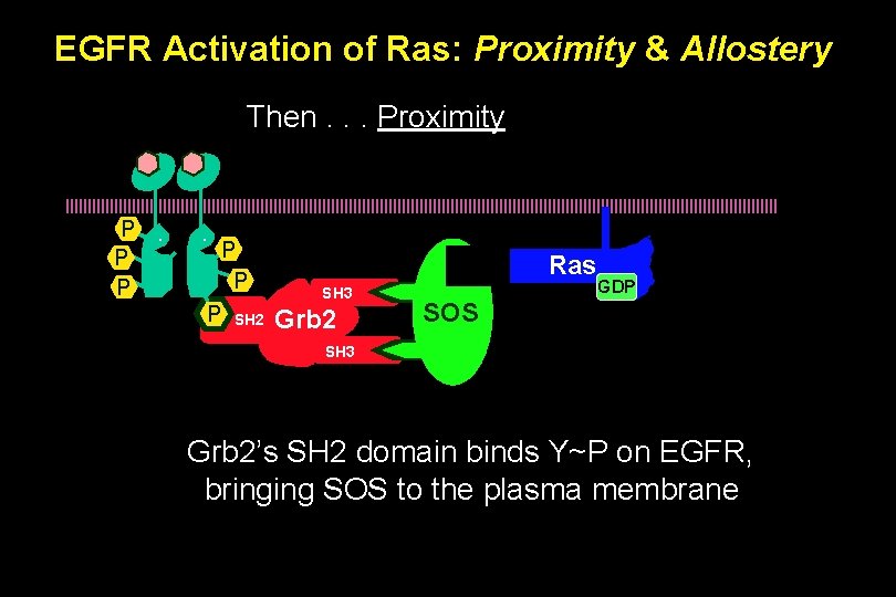 EGFR Activation of Ras: Proximity & Allostery Then. . . Proximity P P P