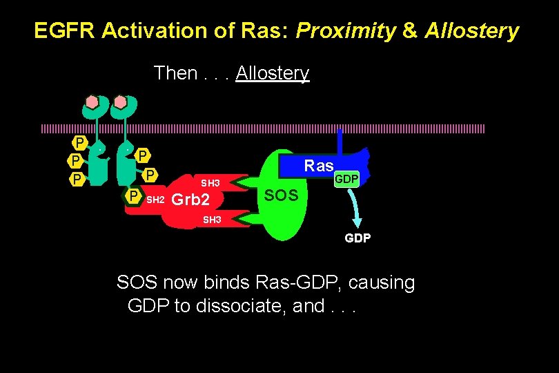 EGFR Activation of Ras: Proximity & Allostery Then. . . Allostery P P P