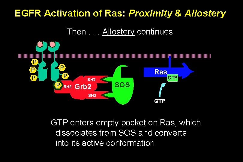 EGFR Activation of Ras: Proximity & Allostery Then. . . Allostery continues P P