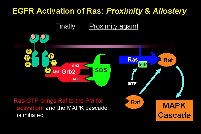EGFR Activation of Ras: Proximity & Allostery Finally. . . Proximity again! P P