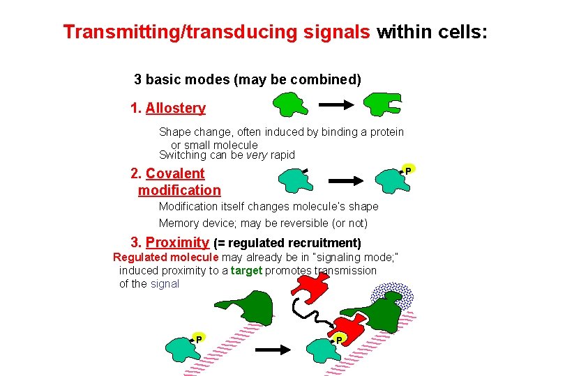 Transmitting/transducing signals within cells: 3 basic modes (may be combined) 1. Allostery Shape change,