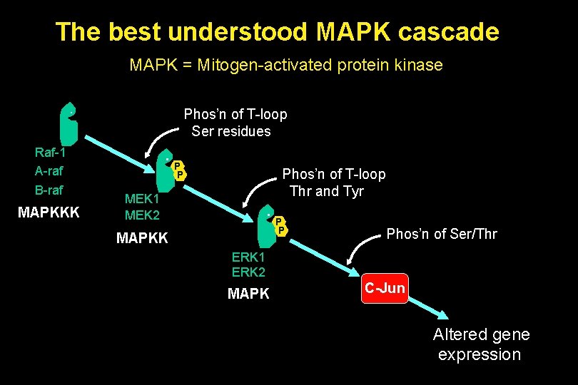 The best understood MAPK cascade MAPK = Mitogen-activated protein kinase. Raf-1 A-raf B-raf MAPKKK