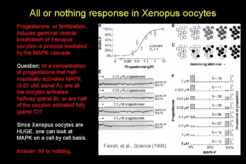 All or nothing response in Xenopus oocytes Progesterone, or fertilization, induces germinal vesicle breakdown