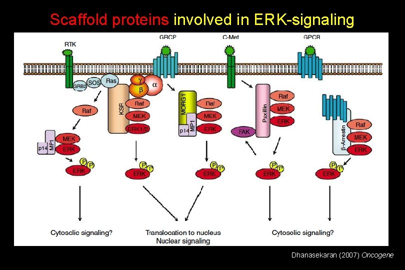 Scaffold proteins involved in ERK-signaling pathways Dhanasekaran (2007) Oncogene 
