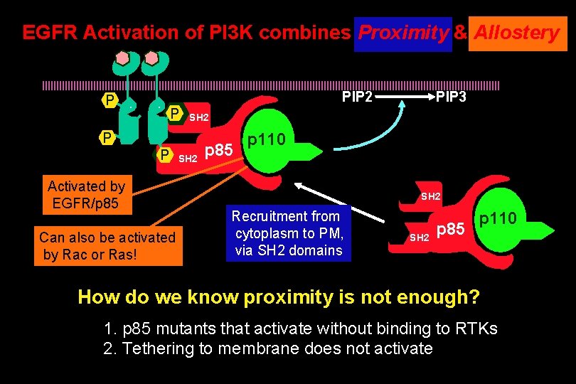 EGFR Activation of PI 3 K combines Proximity & Allostery P . . PIP