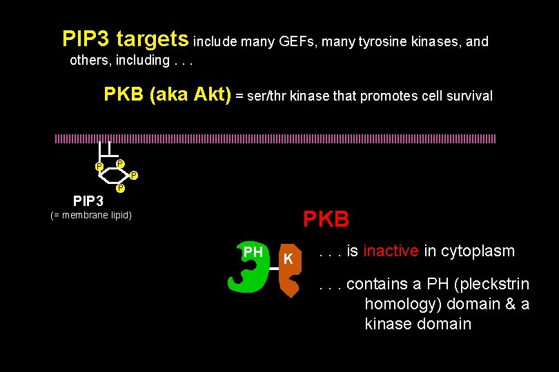 PIP 3 targets include many GEFs, many tyrosine kinases, and others, including. . .