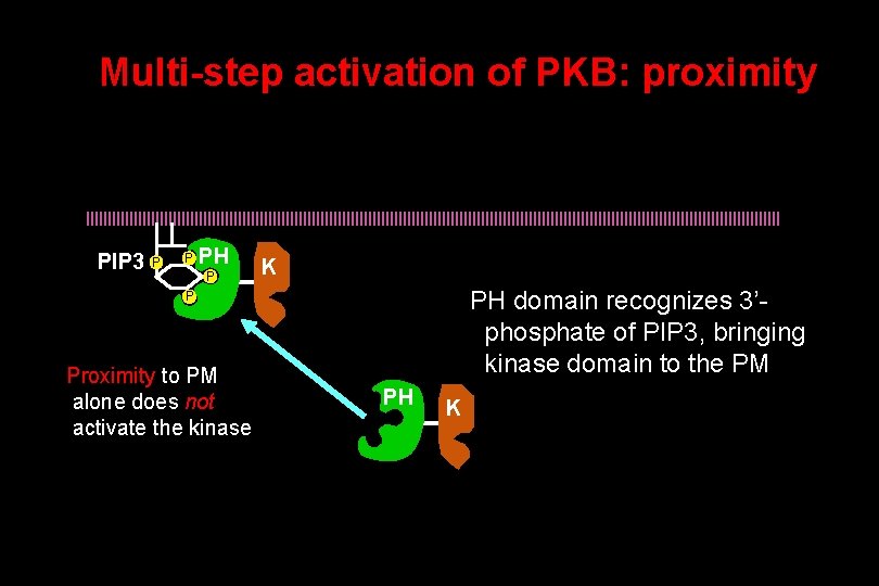 Multi-step activation of PKB: proximity PIP 3 P P PH P K PH domain
