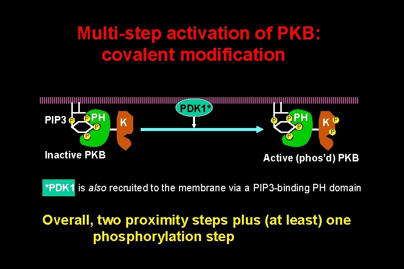Multi-step activation of PKB: covalent modification PIP 3 P P PH P P Inactive