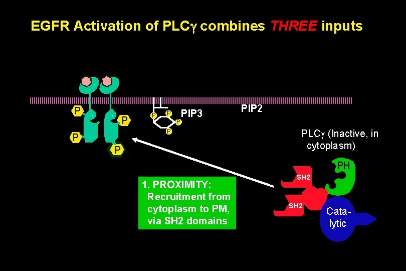 EGFR Activation of PLCg combines THREE inputs P . . P P PIP 3