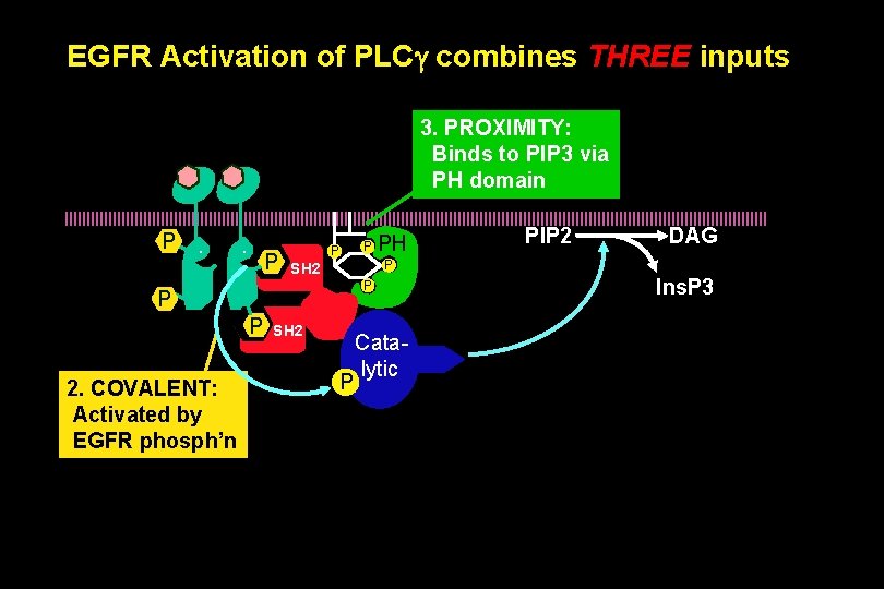 EGFR Activation of PLCg combines THREE inputs 3. PROXIMITY: Binds to PIP 3 via