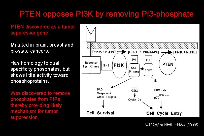 PTEN opposes PI 3 K by removing PI 3 -phosphate PTEN discovered as a