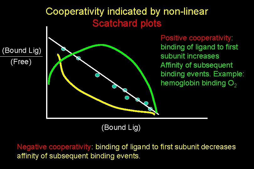 Cooperativity indicated by non-linear Scatchard plots Positive cooperativity: binding of ligand to first subunit