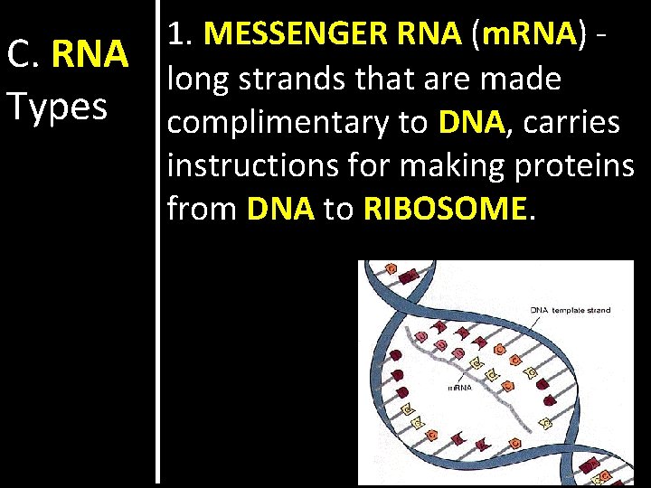C. RNA Types 1. MESSENGER RNA (m. RNA) long strands that are made complimentary