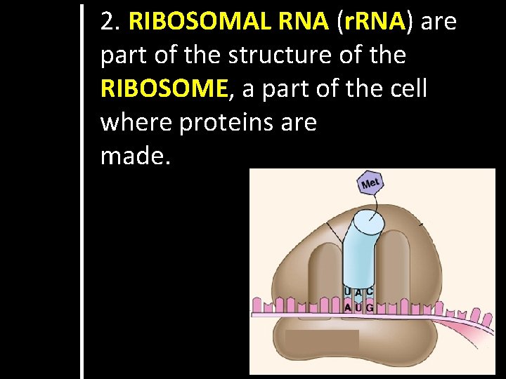 2. RIBOSOMAL RNA (r. RNA) are part of the structure of the RIBOSOME, a