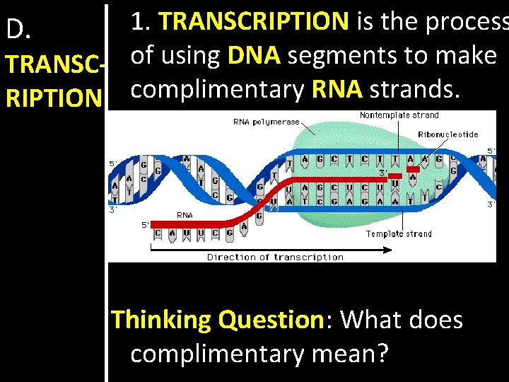 1. TRANSCRIPTION is the process TRANSC- of using DNA segments to make RIPTION complimentary