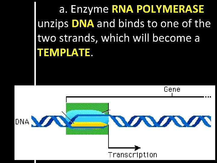 a. Enzyme RNA POLYMERASE unzips DNA and binds to one of the two strands,