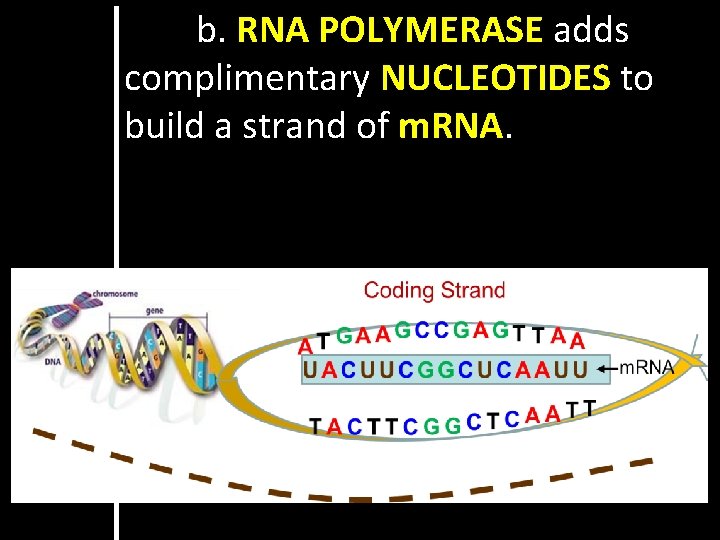 b. RNA POLYMERASE adds complimentary NUCLEOTIDES to build a strand of m. RNA. 