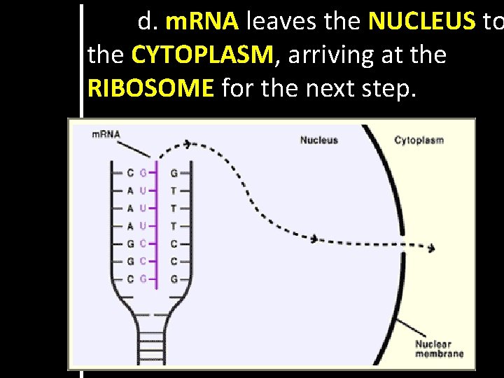 d. m. RNA leaves the NUCLEUS to the CYTOPLASM, arriving at the RIBOSOME for