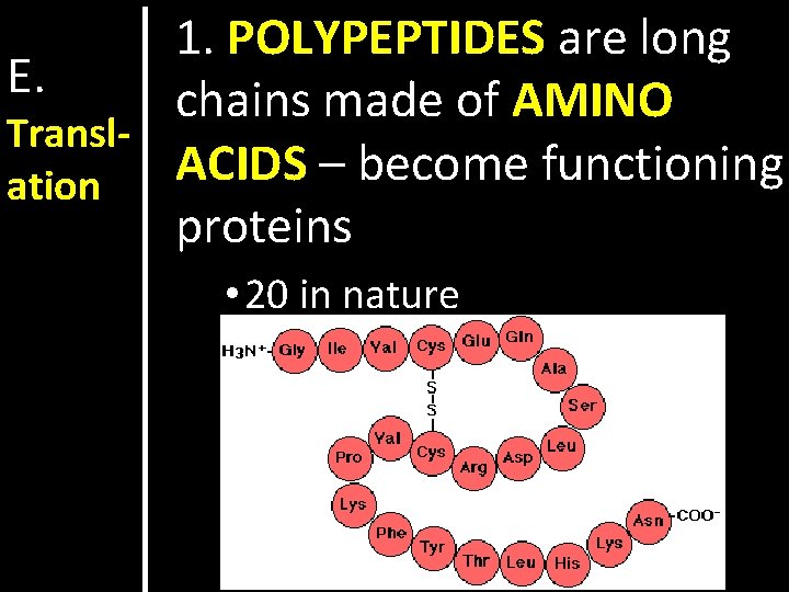 1. POLYPEPTIDES are long E. chains made of AMINO Transl. ACIDS – become functioning