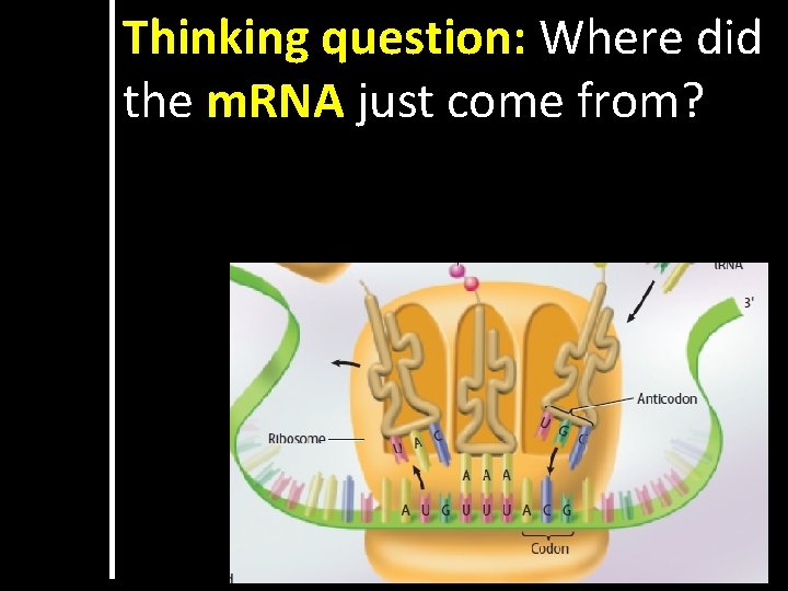 Thinking question: Where did the m. RNA just come from? 