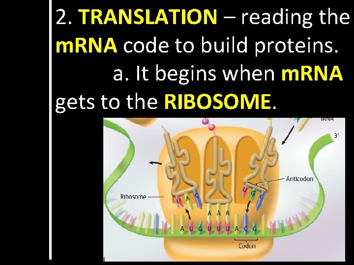 2. TRANSLATION – reading the m. RNA code to build proteins. a. It begins