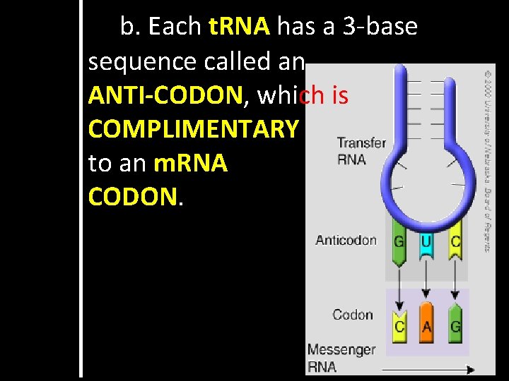 b. Each t. RNA has a 3 -base sequence called an ANTI-CODON, which is