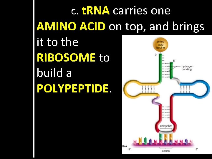 c. t. RNA carries one AMINO ACID on top, and brings it to the