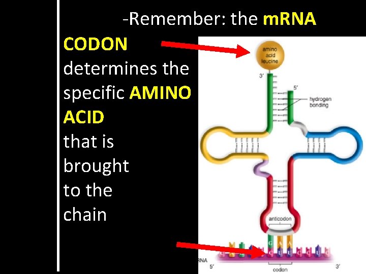 -Remember: the m. RNA CODON determines the specific AMINO ACID that is brought to