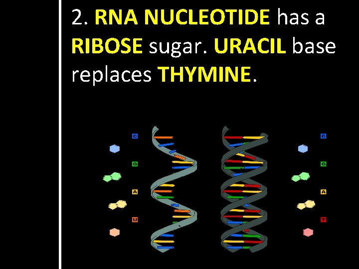 2. RNA NUCLEOTIDE has a RIBOSE sugar. URACIL base replaces THYMINE. 