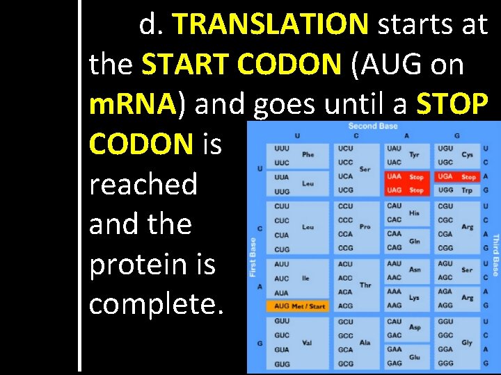 d. TRANSLATION starts at the START CODON (AUG on m. RNA) and goes until