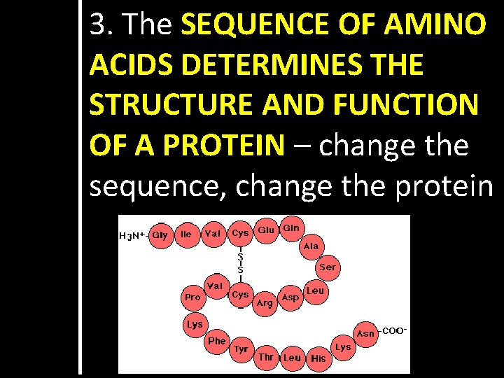3. The SEQUENCE OF AMINO ACIDS DETERMINES THE STRUCTURE AND FUNCTION OF A PROTEIN