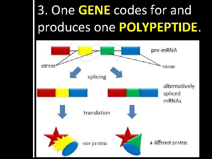 3. One GENE codes for and produces one POLYPEPTIDE. 