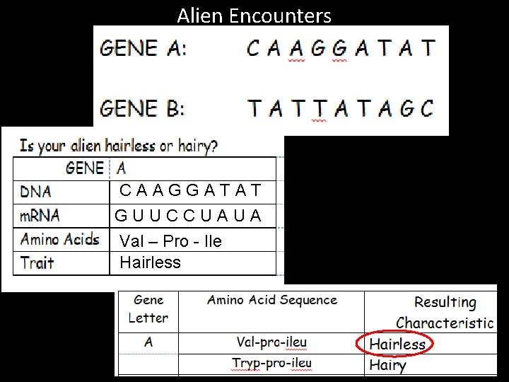 Alien Encounters CAAGGATAT GUUCCUAUA Val – Pro - Ile Hairless 