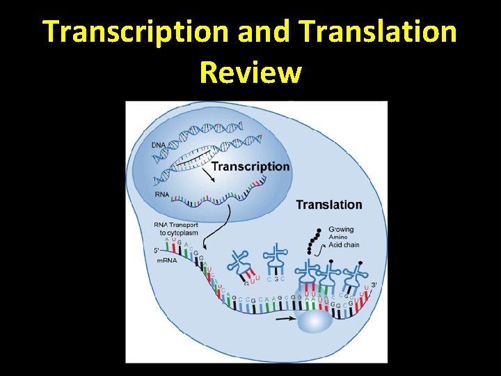 Transcription and Translation Review 