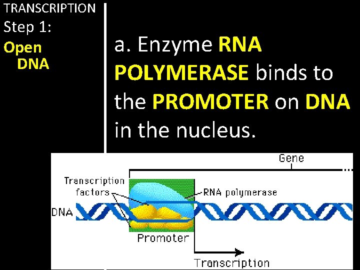 TRANSCRIPTION Step 1: Open DNA a. Enzyme RNA POLYMERASE binds to the PROMOTER on