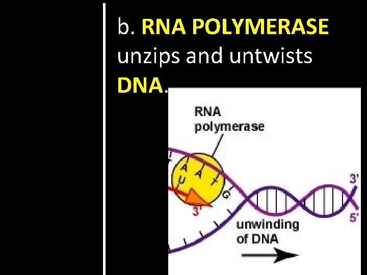 b. RNA POLYMERASE unzips and untwists DNA. 