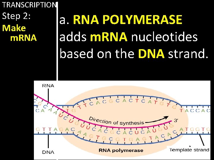 TRANSCRIPTION Step 2: Make m. RNA a. RNA POLYMERASE adds m. RNA nucleotides based