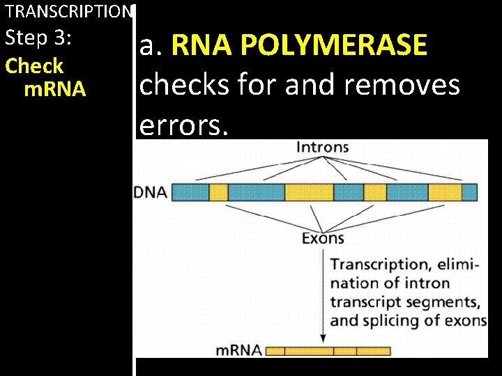 TRANSCRIPTION Step 3: Check m. RNA a. RNA POLYMERASE checks for and removes errors.