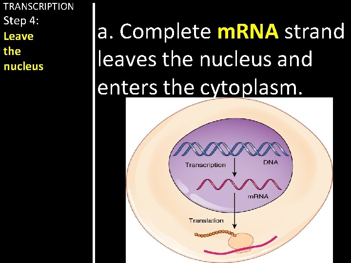 TRANSCRIPTION Step 4: Leave the nucleus a. Complete m. RNA strand leaves the nucleus