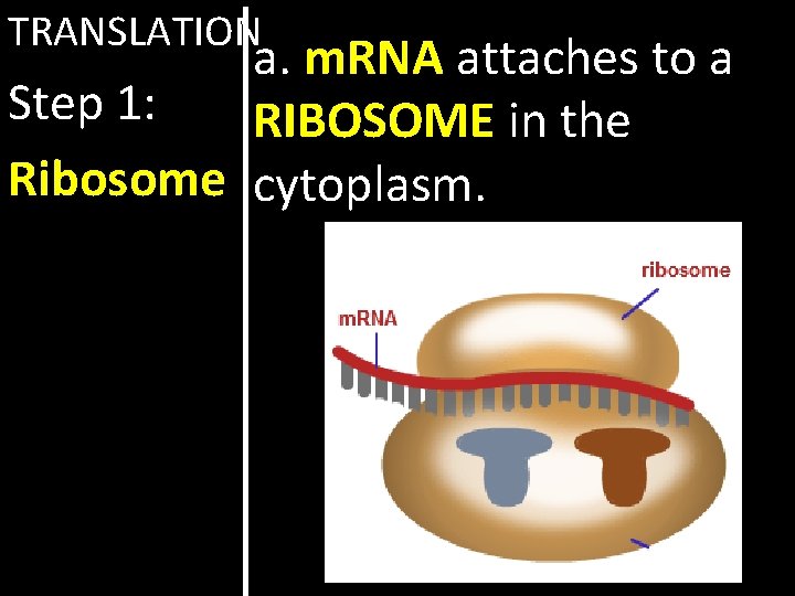 TRANSLATION a. m. RNA attaches to a Step 1: RIBOSOME in the Ribosome cytoplasm.