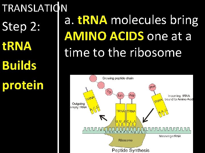 TRANSLATION Step 2: t. RNA Builds protein a. t. RNA molecules bring AMINO ACIDS