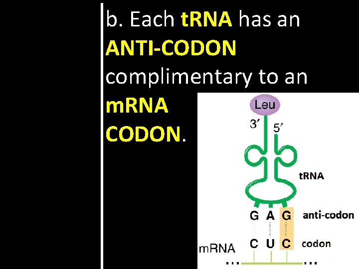 b. Each t. RNA has an ANTI-CODON complimentary to an m. RNA CODON. 