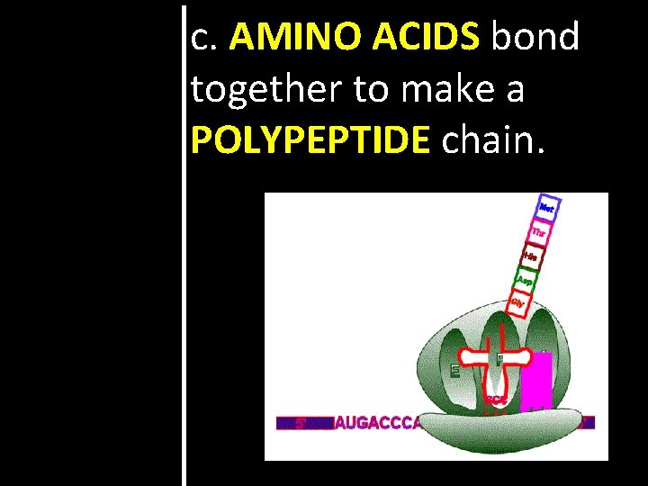 c. AMINO ACIDS bond together to make a POLYPEPTIDE chain. 