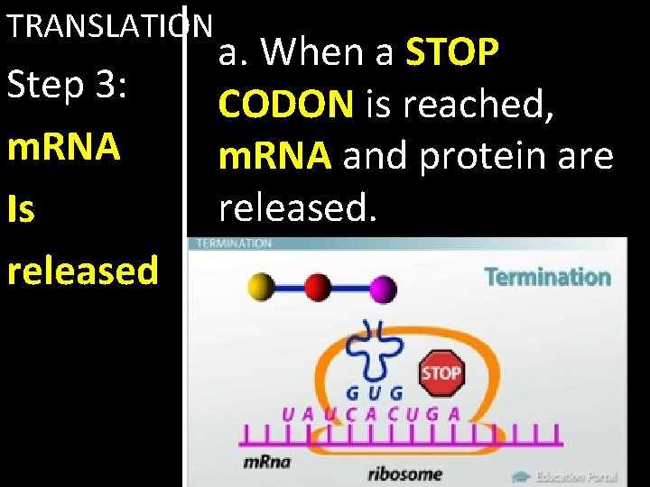 TRANSLATION Step 3: m. RNA Is released a. When a STOP CODON is reached,