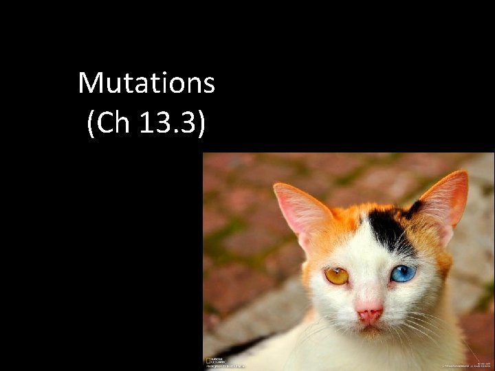 Mutations (Ch 13. 3) 